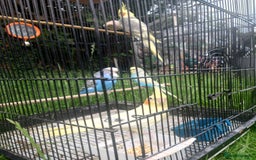 Cockatiels birds for sale: 2 Cockatiels & 2 Budgies with Cage in Preston - Image 6