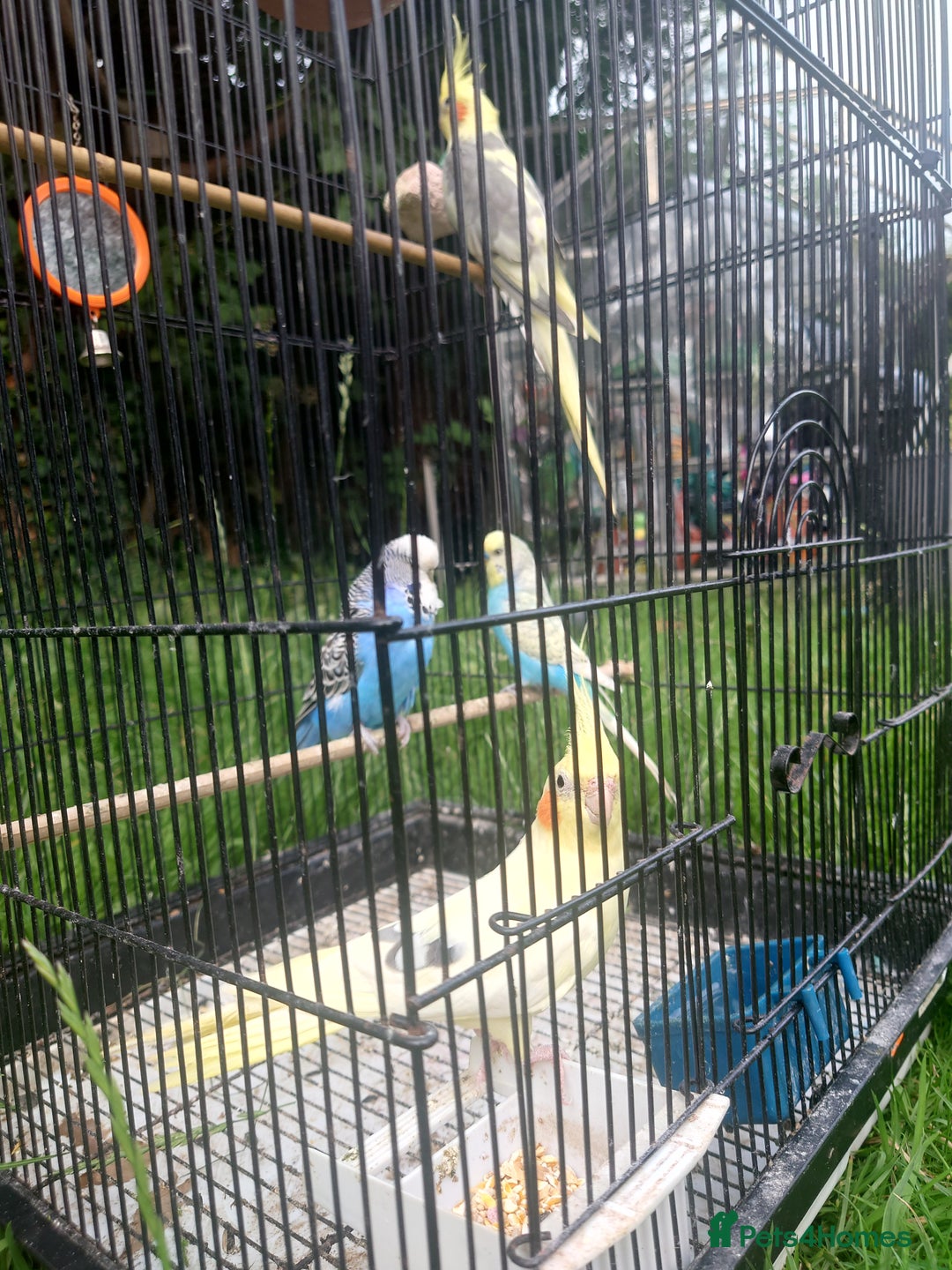 Cockatiels birds for sale: 2 Cockatiels & 2 Budgies with Cage in Preston - Image 6