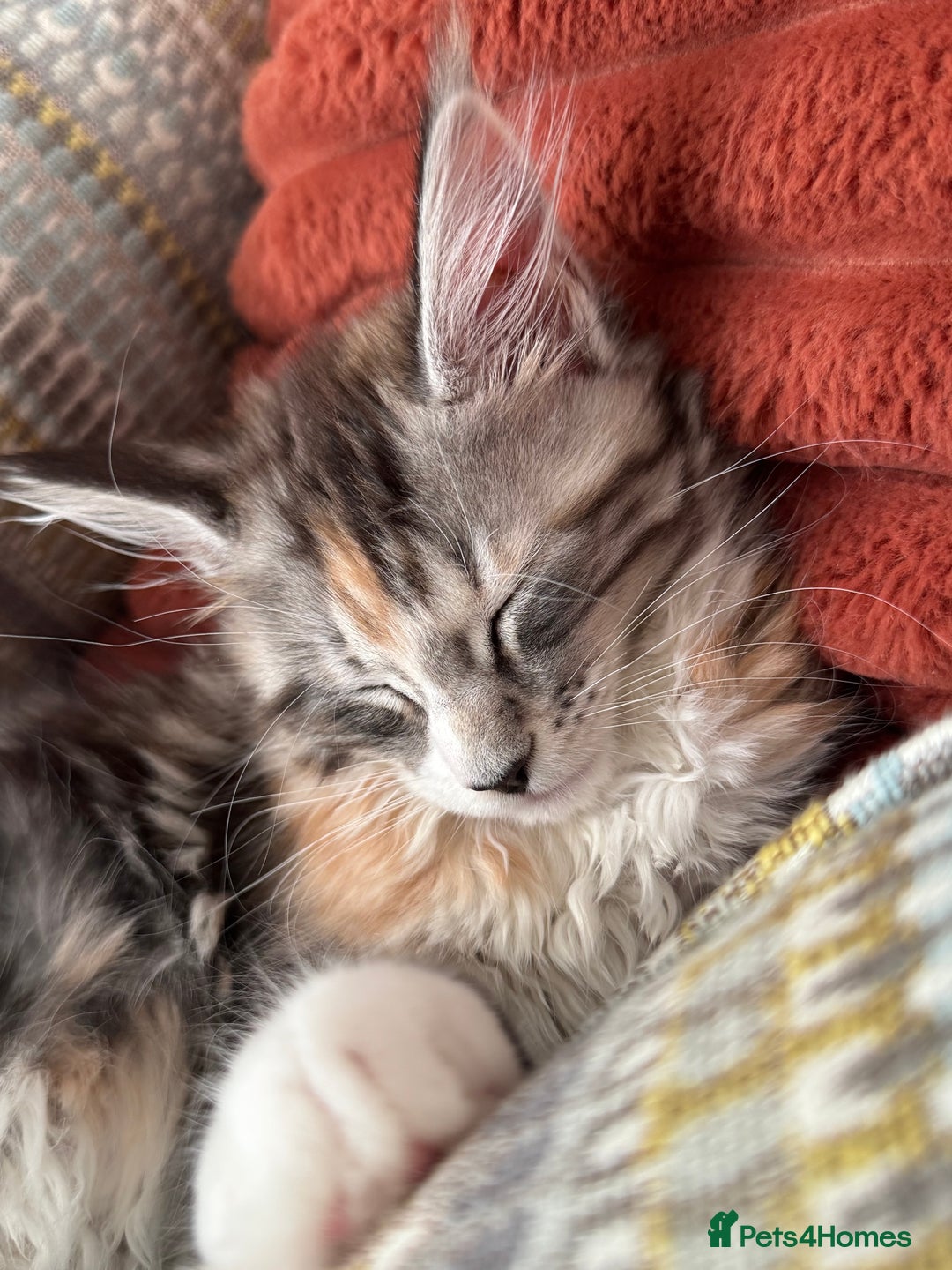 Maine Coon cats for sale: Gorgeous Mainecoon kitten Xl - Advert 11