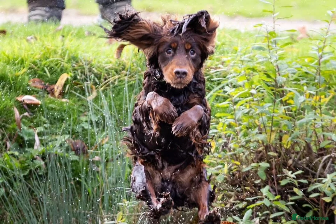 Cocker Spaniel dogs for stud: Proven Stud - Working Cocker Spaniel in Middlewich - Advert 40