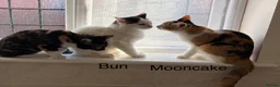 Mixed Breed cats for sale: Bobtail and Ragdoll mixed - Advert 18