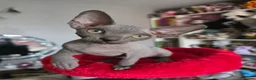 Sphynx cats for sale: FIFe registered stunning Sphynx kittens - Advert 3