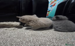 British Shorthair cats for sale: British short hair kittens - Image 7