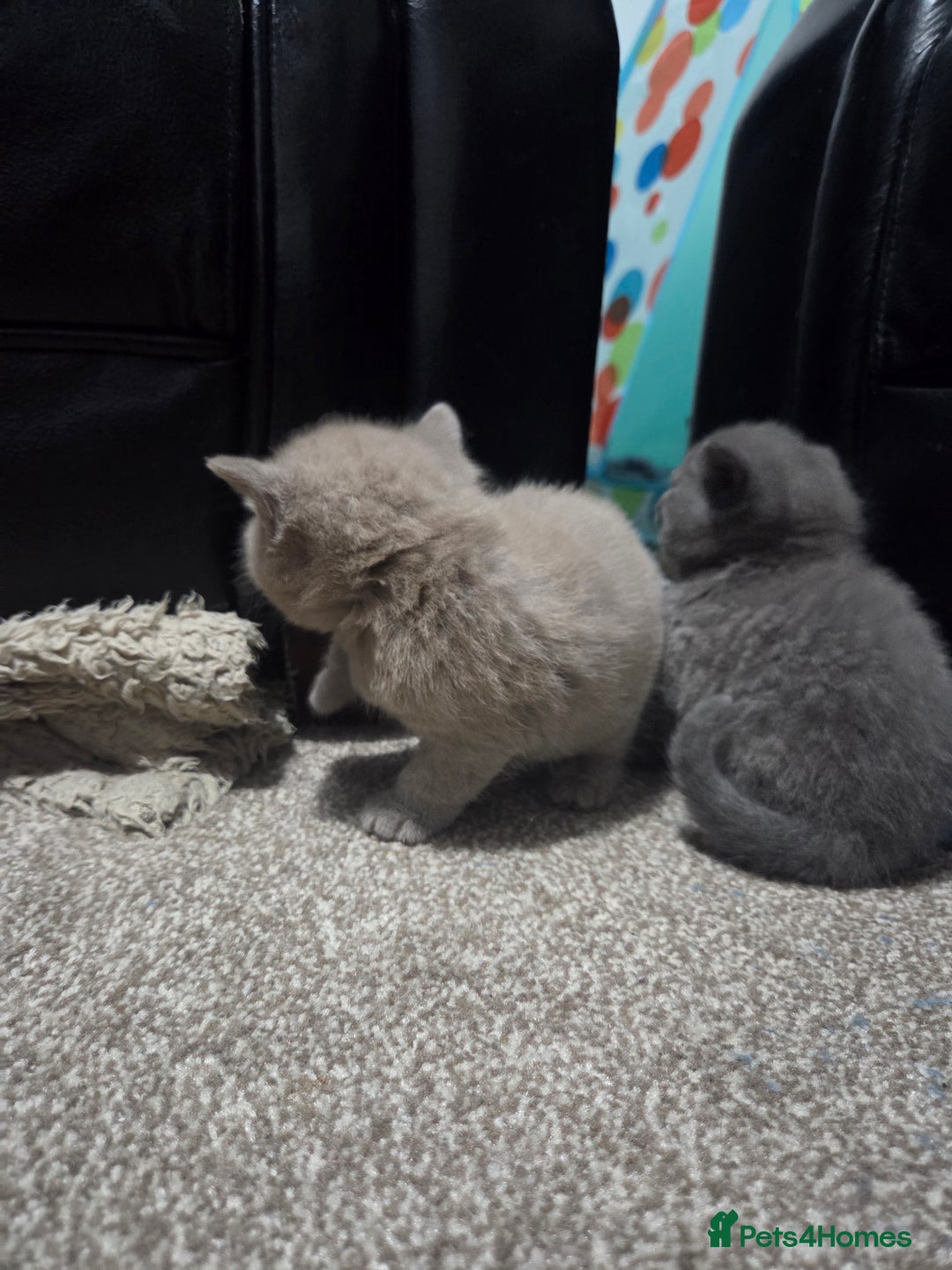 British Shorthair cats for sale: British short hair kittens - Image 7
