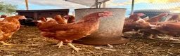 Chickens poultry for sale: Guaranteed Female Chickens - Advert 1