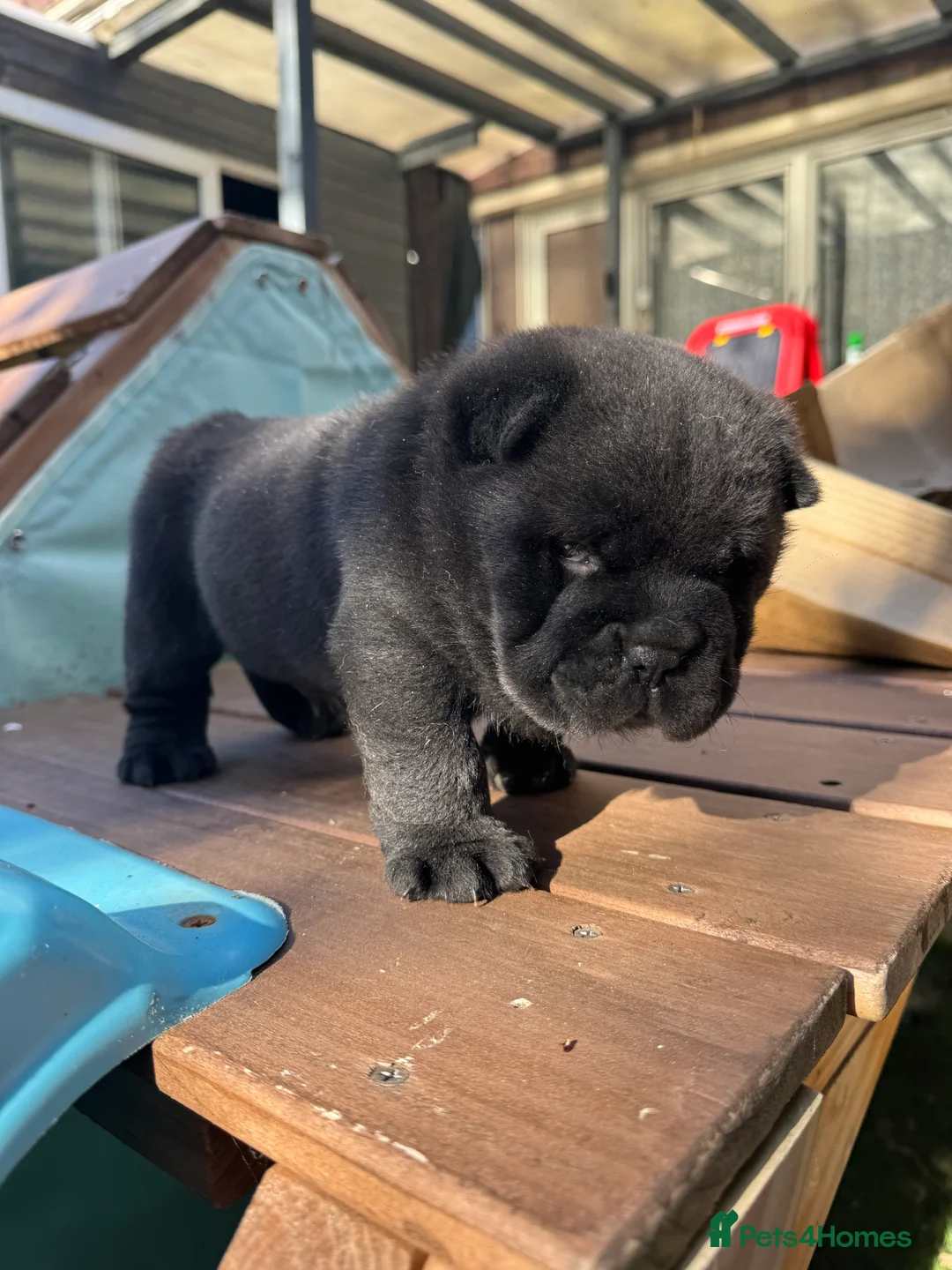 Chow Chow dogs for sale: Stunning  smooth chow first come first serve  - Advert 11