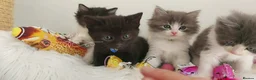 Ragdoll cats for sale: Beautiful cross Ragdoll/Persian 😻😻😻😻 - Advert 36