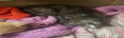 Mixed Breed cats for sale: Last little lady of litter left - Advert 3