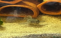 Plecos fish for sale: L333 Gurupa Rare! 9 adults.  - Image 16