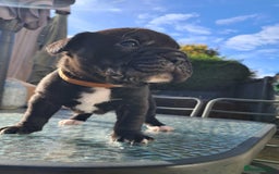 Mixed Breed dogs for sale: Frenchbulldog cross puppies  - Image 12