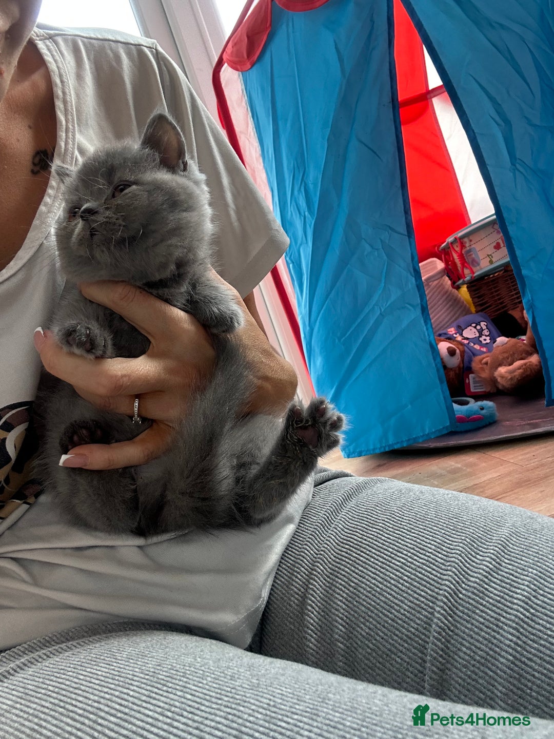 British Longhair cats for sale: British longhair kittens ready for 🏠 now - Image 5