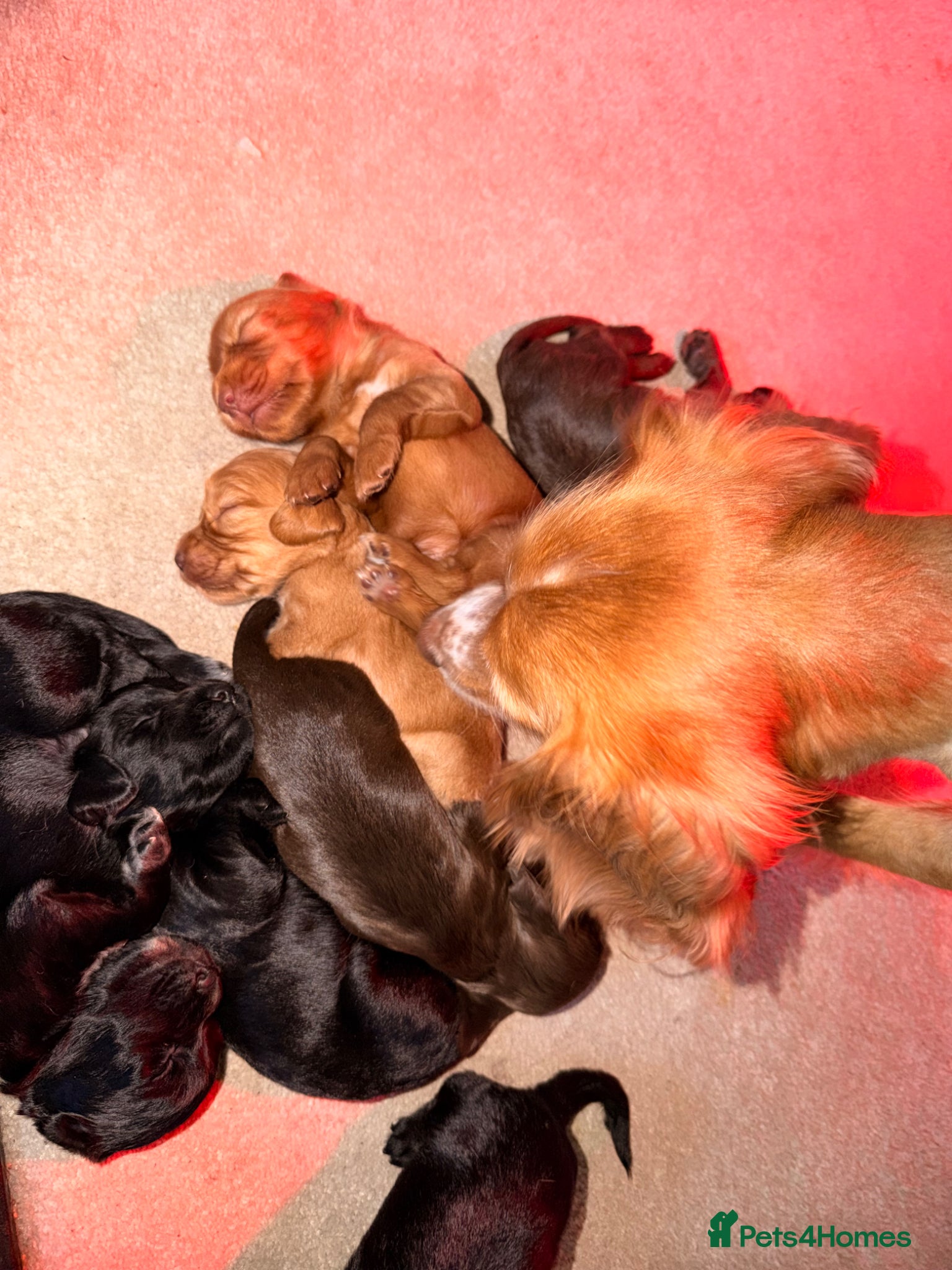 Cocker Spaniel dogs Working cocker spaniels  - Advert 1