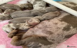 Miniature Dachshund dogs for sale: Miniature Dachshunds - Image 2