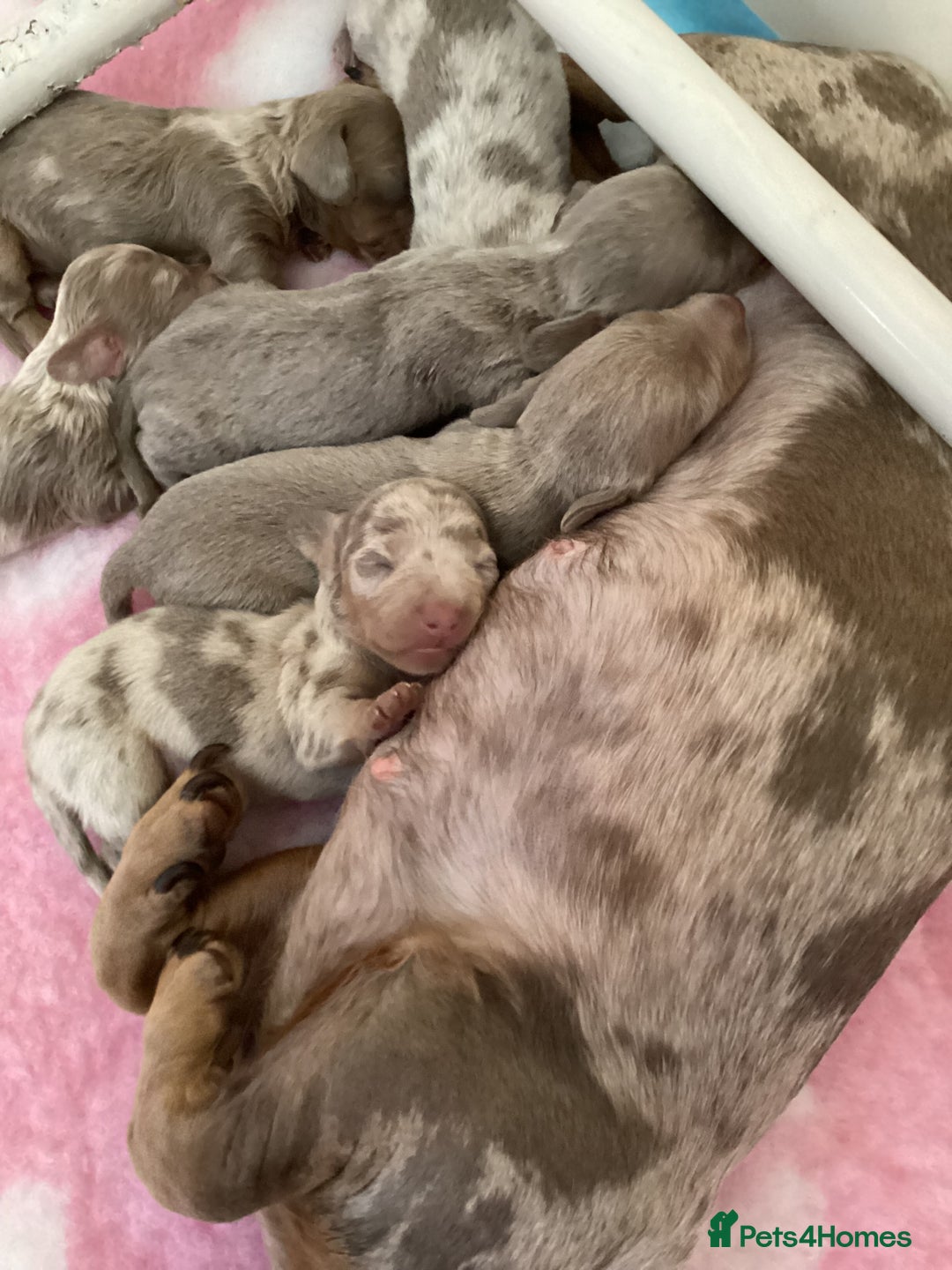 Miniature Dachshund dogs for sale: Miniature Dachshunds - Image 2