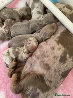 Miniature Dachshund dogs - Advert 7