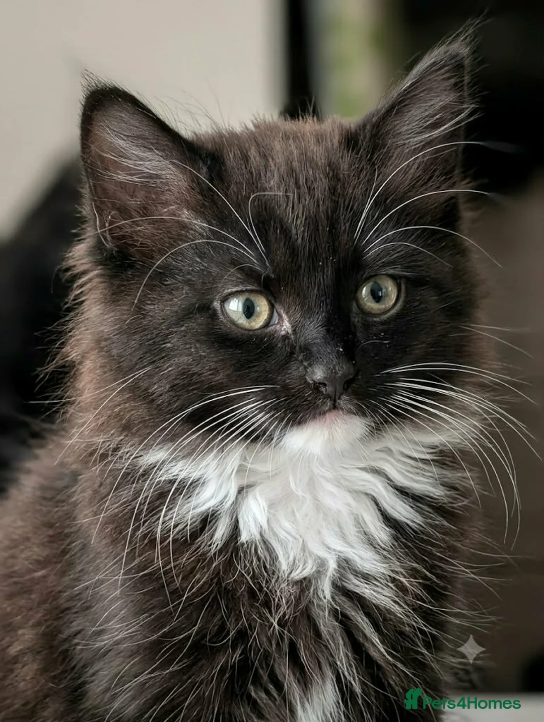 Mixed Breed cats for sale: Beautiful ragdoll mixed with bengal  in Leeds - Advert 5