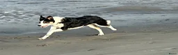Border Collie dogs for sale: ISDS registered pups - Advert 5