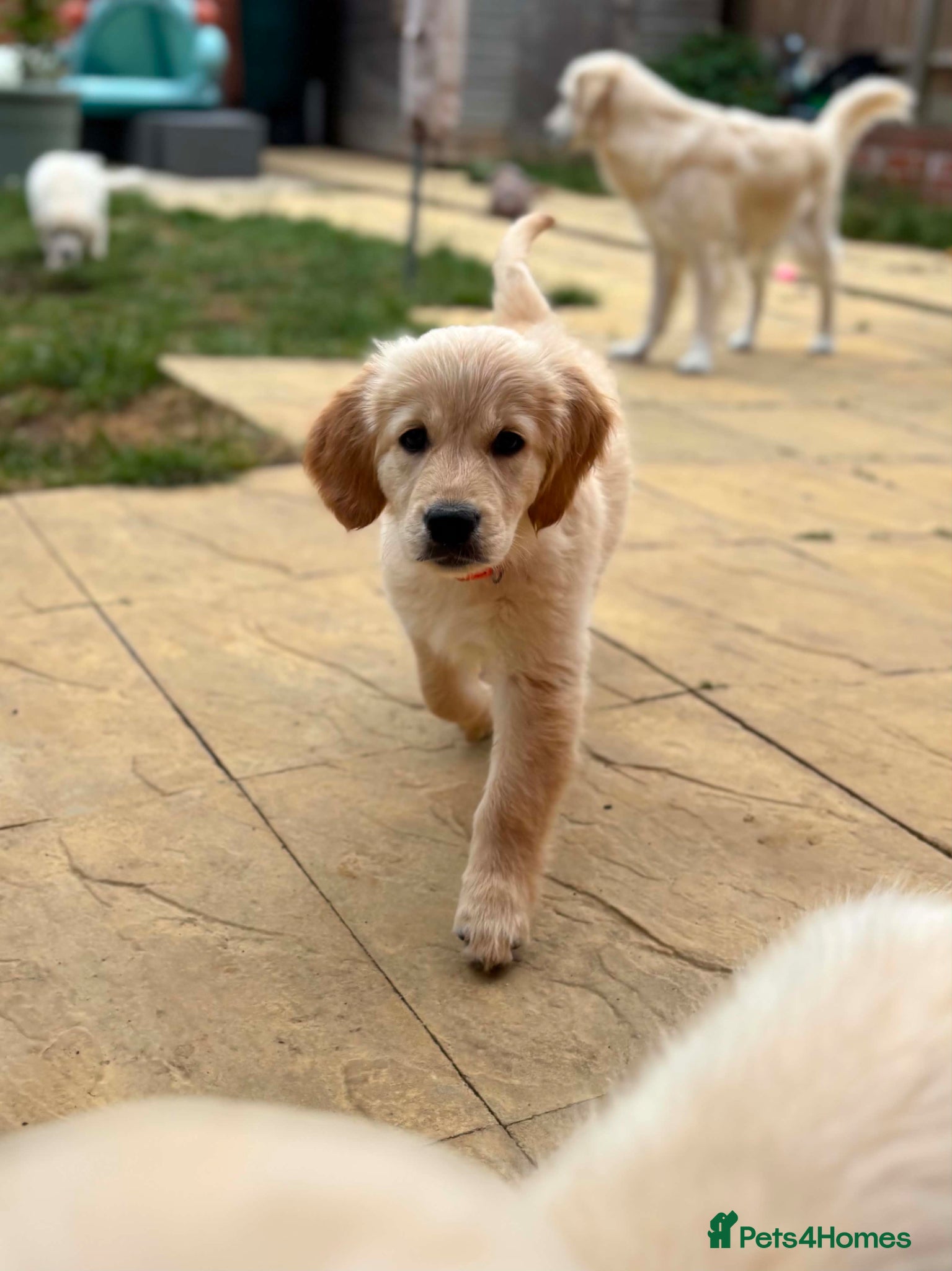 Golden Retriever dogs 1 GIRL LEFT 🧡 READY NOW  - Advert 13