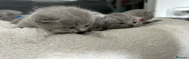 British Shorthair 3 brown collar
