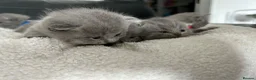 British Shorthair cats for sale: Gorgeous British shorthair kittens  - Advert 10