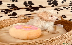 Maltipoo dogs for sale: F1 Toy Maltipoo puppys   - Image 27