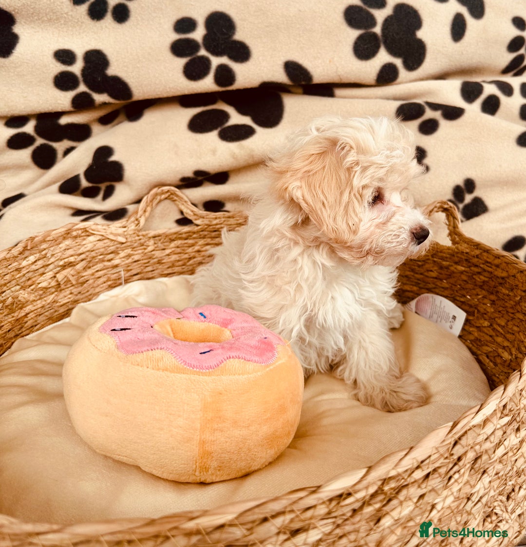 Maltipoo dogs for sale: F1 Toy Maltipoo puppys   - Image 27