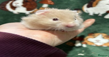 Hamster rodents - Advert 7