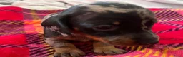Miniature Dachshund dogs for sale: Lovely miniature dachshund pups  - Advert 10