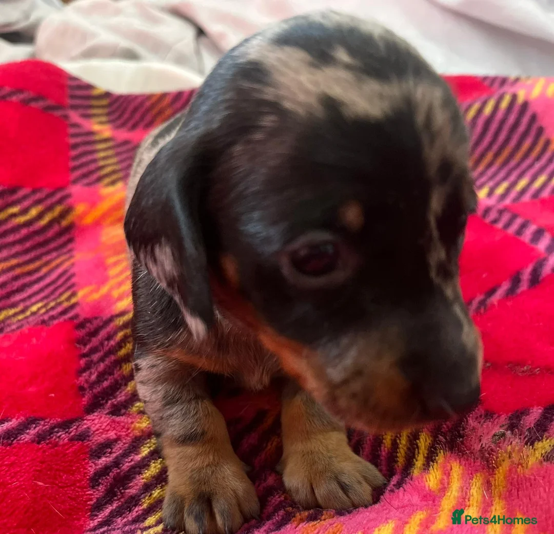 Miniature Dachshund dogs for sale: Lovely miniature dachshund pups  - Advert 10