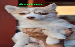 Pomsky dogs for sale: Fully vaccinated, 3 F4 Pomskies. Well socialised. - Image 9
