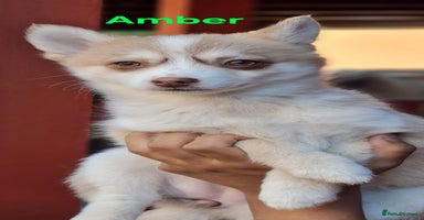 Pomsky dogs - Advert 5