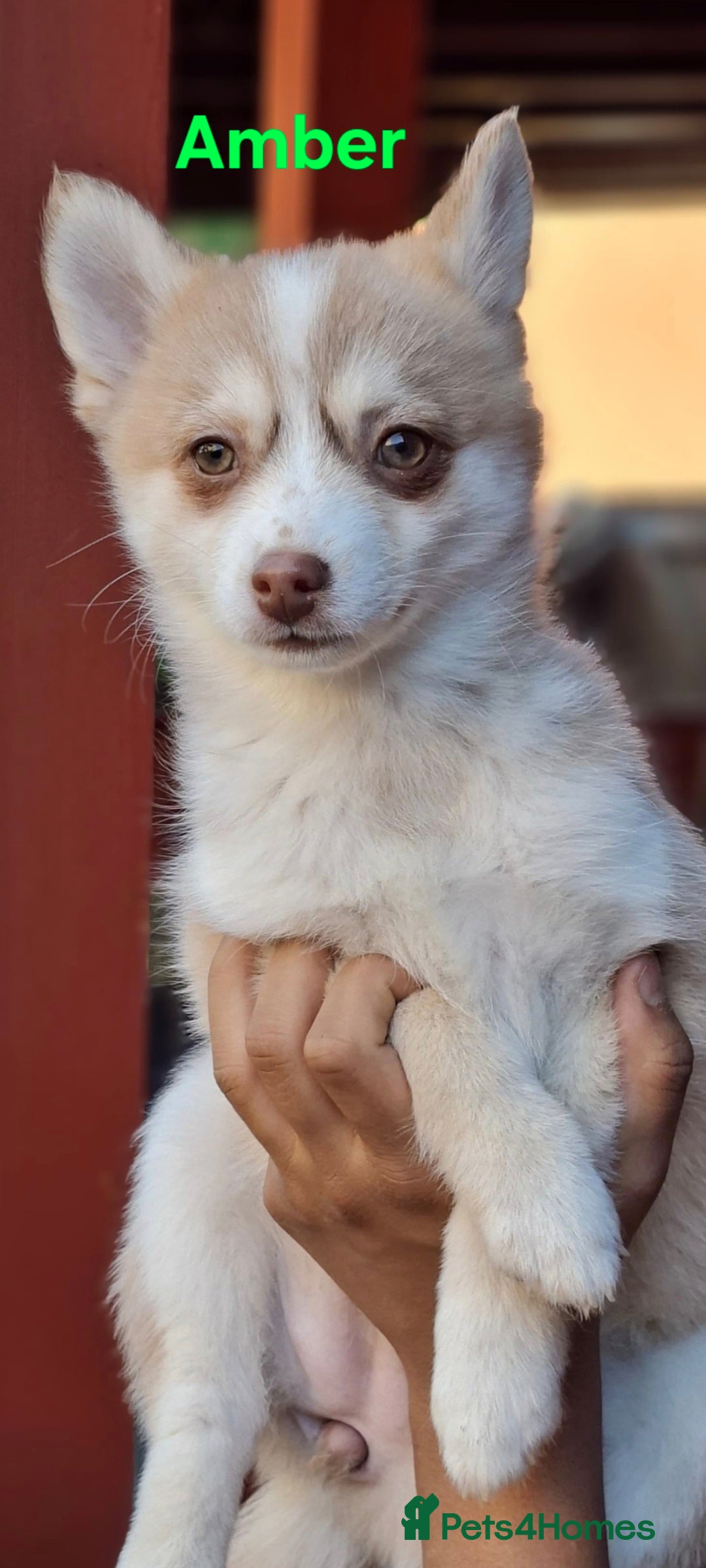 Pomsky dogs for sale: Fully vaccinated, 3 F4 Pomskies. Well socialised. - Image 9