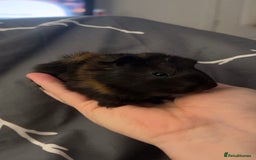 Guinea Pig rodents for sale: 1 baby boar for sale - Image 4
