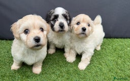 Morkie dogs for sale: Beautiful Maltese x Yorkie puppies  - Image 2