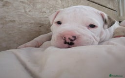 American Bulldog dogs for sale: Johnson American bulldog pups (ready to leave)  - Image 11