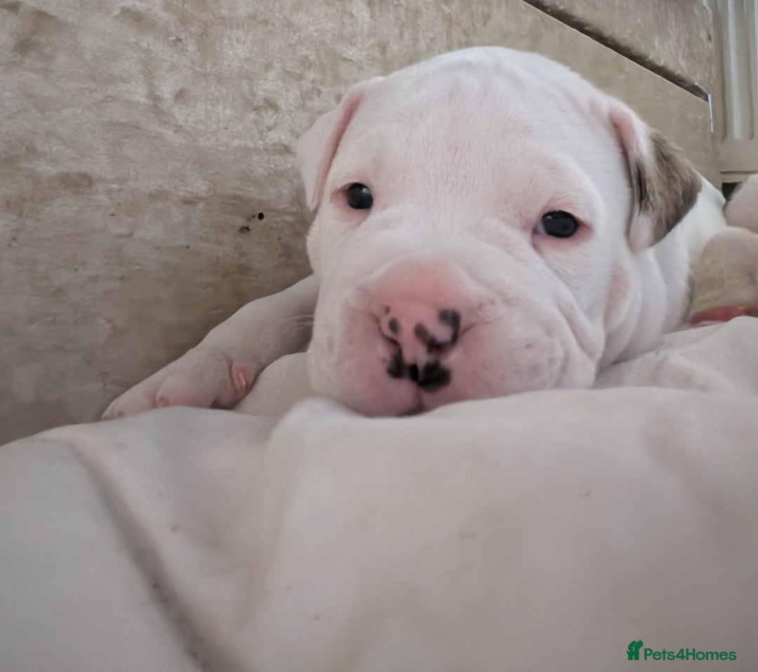 American Bulldog dogs for sale: Johnson American bulldog pups (ready to leave)  - Image 11