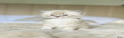 Ragdoll cats for sale: Ragdoll kittens  - Advert 18
