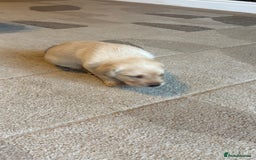 Labrador Retriever dogs for sale: KC Registered Labrador Puppies Ready 24th November - Image 4