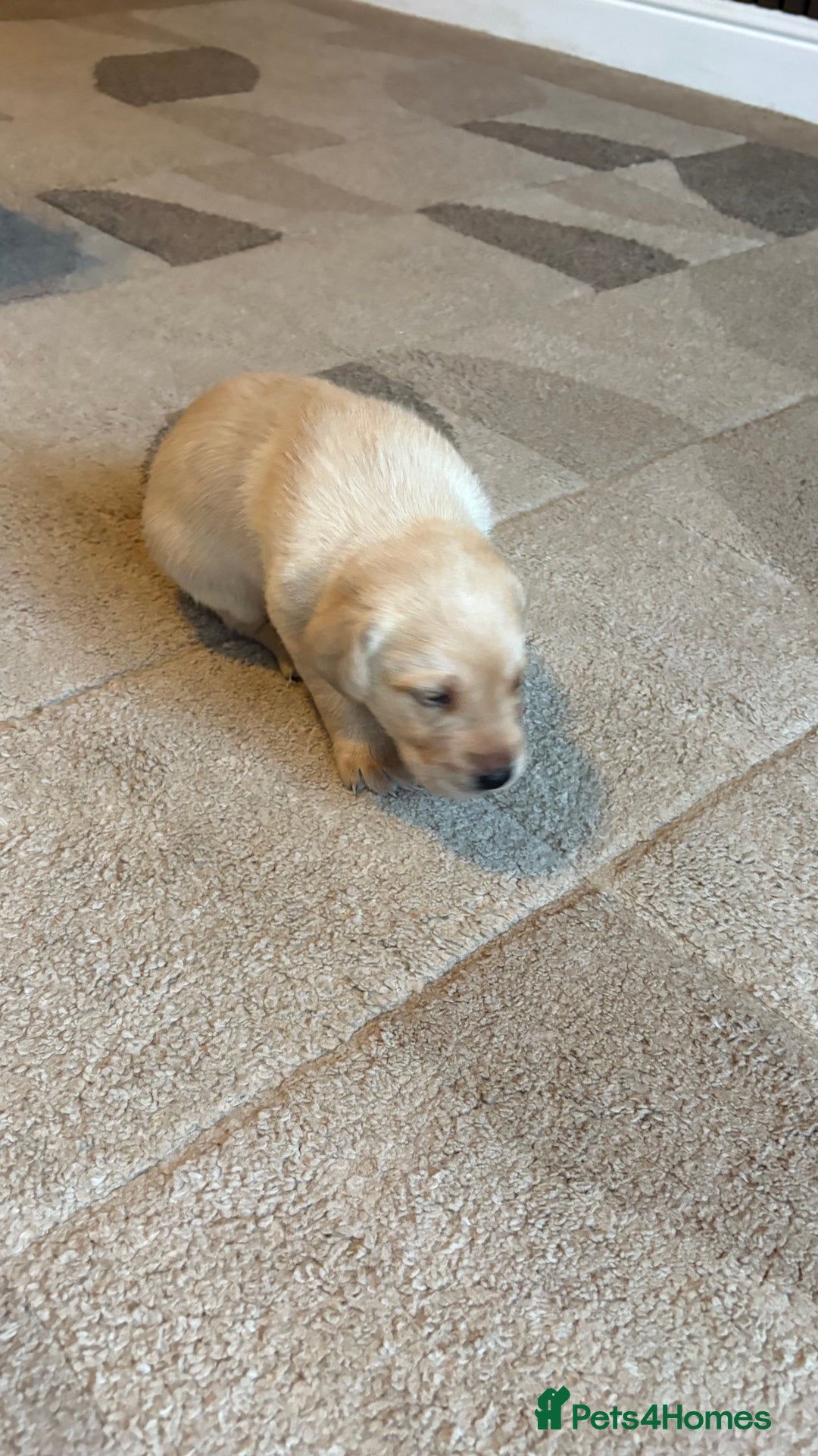 Labrador Retriever dogs for sale: KC Registered Labrador Puppies Ready 24th November - Image 4