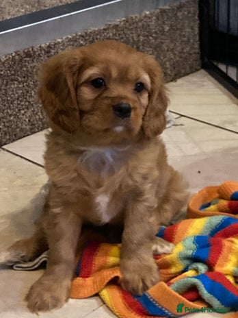 Cavalier King Charles Spaniel dogs Stunning ruby and black & tan puppies - Advert 3