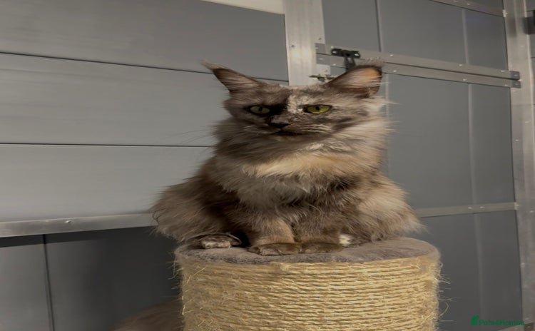 Maine Coon cats - Advert 2