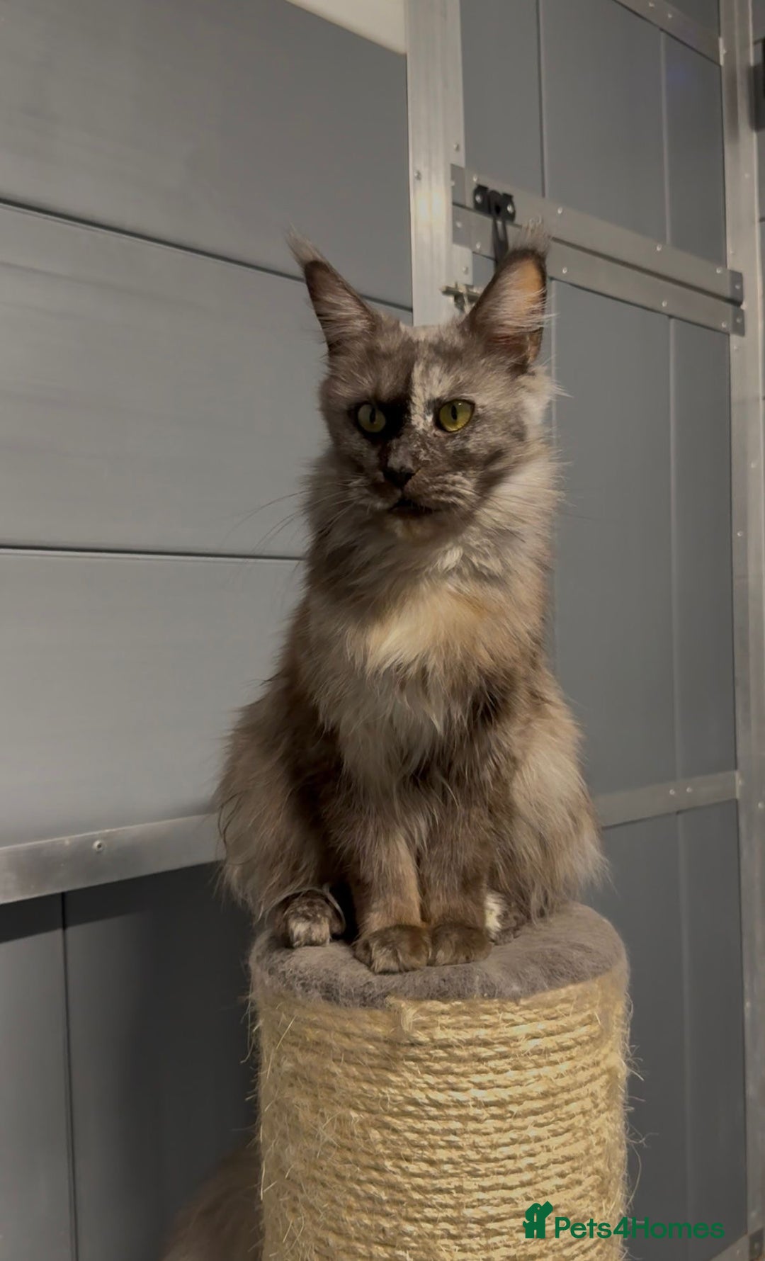 Maine Coon cats for sale: Tortie female maine coon  - Image 1