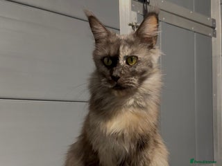 Maine Coon cats - Advert 2