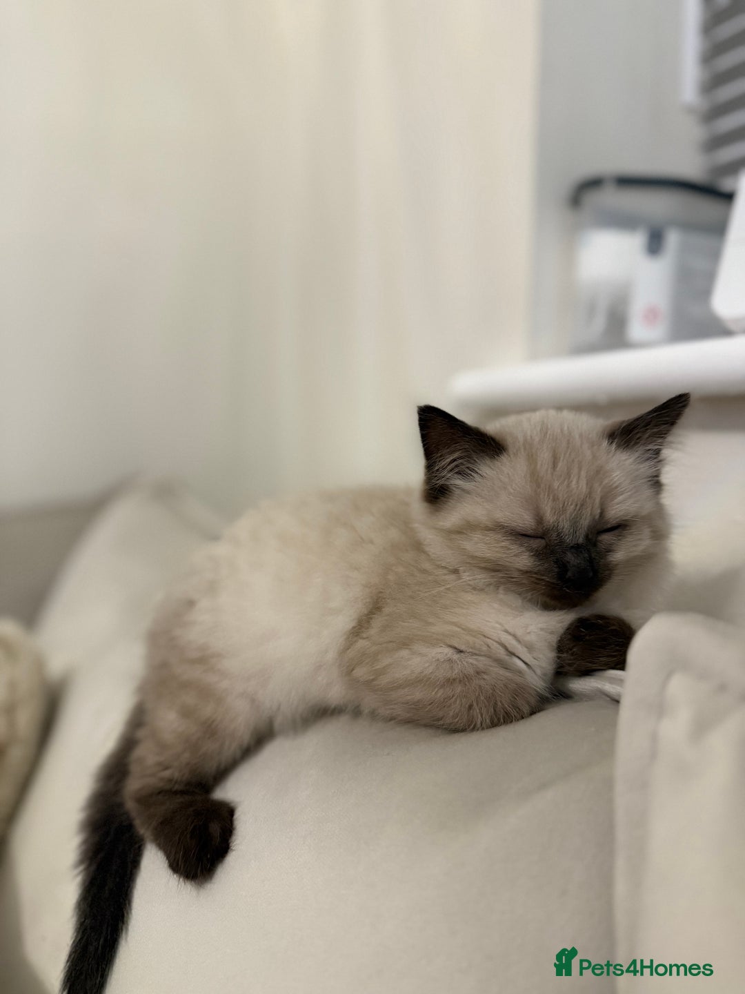 Ragdoll cats for sale: Pure Ragdol kitten - Advert 4