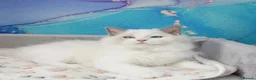 Ragdoll cats for sale: blue bicolour boys and girls available  - Advert 9