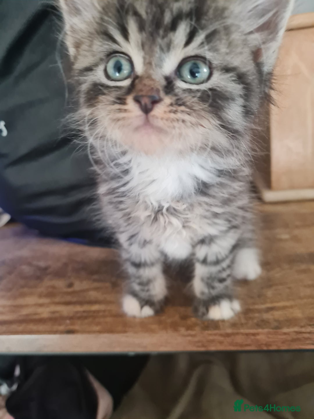 Mixed Breed cats for sale: Ragdoll x Sphynx Kittens - Image 2
