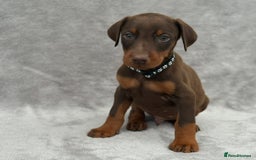 Dobermann dogs for sale: Kc Reg.European Blood lines Doberman Puppies - Image 7