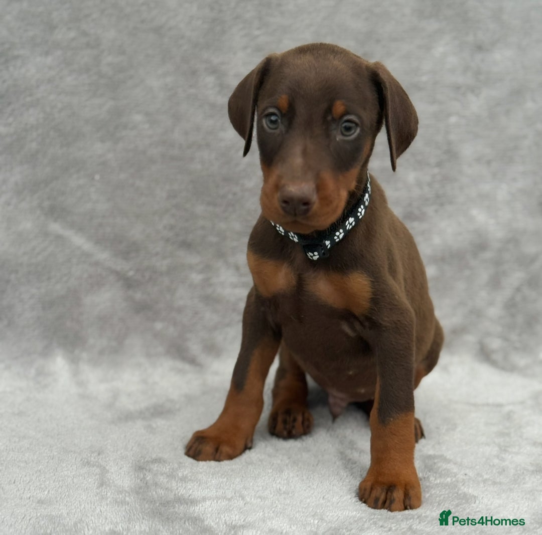 Dobermann dogs for sale: Kc Reg.European Blood lines Doberman Puppies - Image 7