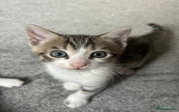 Bengal cats for sale: Bengal Calico kittens  - Image 26