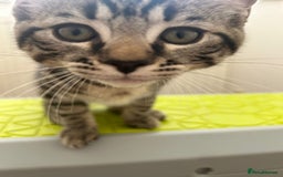 Keetso cats for sale: Reduced Ready now Last 1, Rare Jungle Curl Kittens in Portsmouth - Image 18